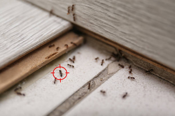 Best Pest Control Near Me  in Mansfield, LA
