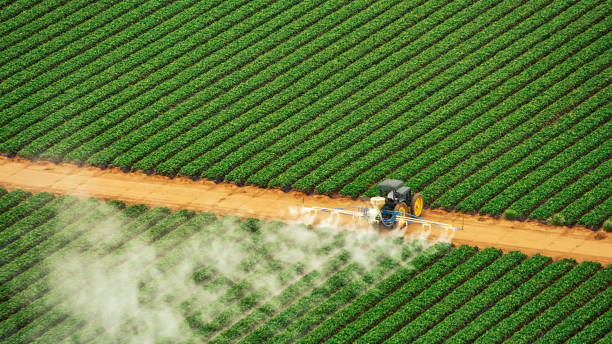 Best Termite Control Services  in Mansfield, LA