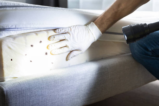 Best Rat Extermination Near Me  in Mansfield, LA