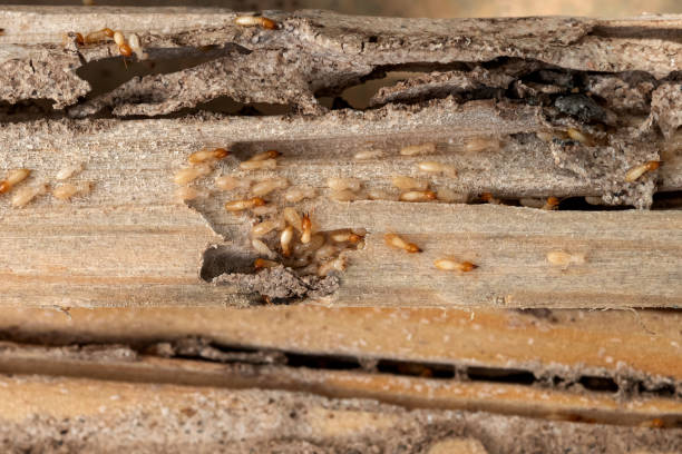 Best Wasp Removal Services  in Mansfield, LA